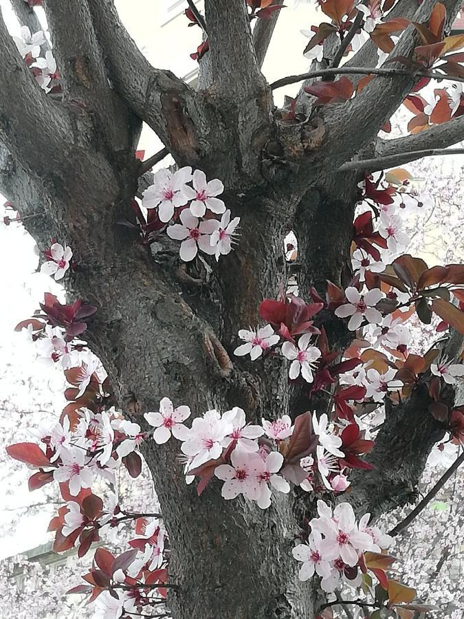 Appartamento: Tranquillita O Divertimento Bolonia Exterior foto